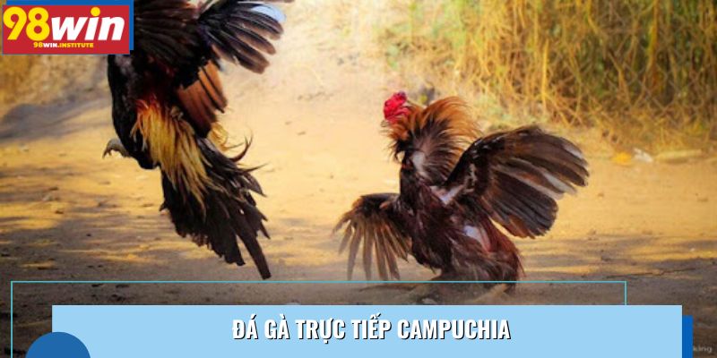 Truy Cập 98WIN | Phát Sóng Đá Gà Trực Tiếp Campuchia Chuẩn HD