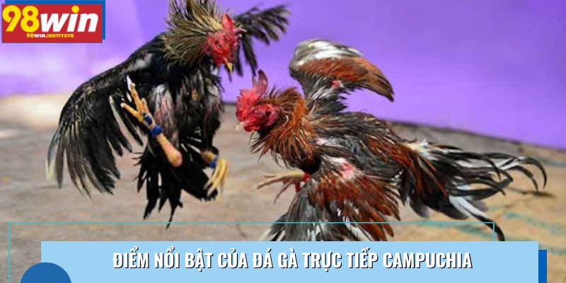 Điểm nổi bật của đá gà trực tiếp Campuchia