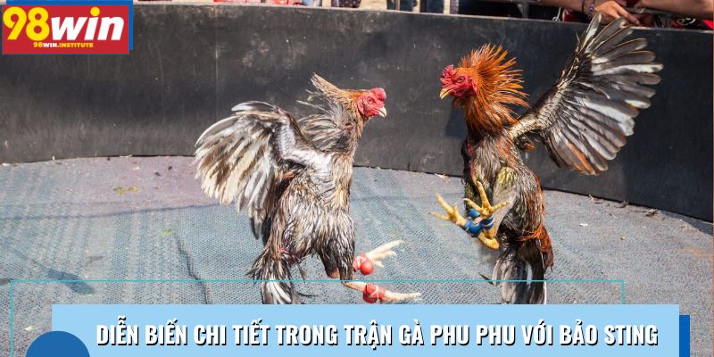 Diễn biến chi tiết trong trận gà Phu Phu với Bảo Sting Diễn biến chi tiết trong trận gà Phu Phu với Bảo Sting