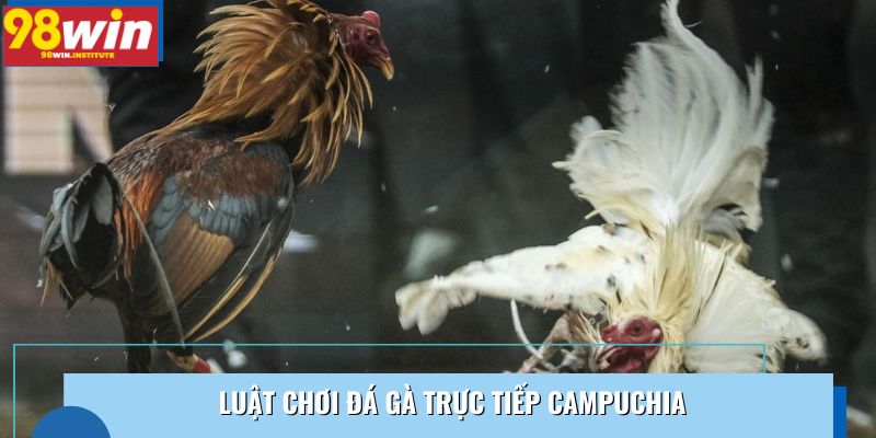 Luật chơi đá gà trực tiếp Campuchia