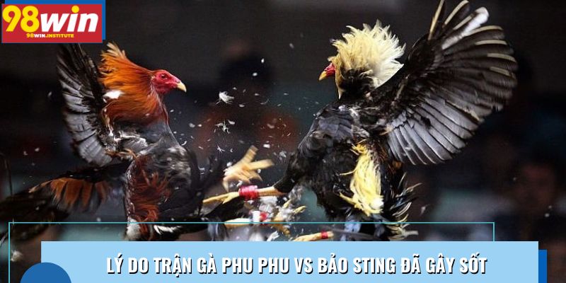 Lý do khiến trận gà Phu Phu vs Bảo Sting đã gây sốt với cộng đồng mạng Lý do khiến trận gà Phu Phu vs Bảo Sting đã gây sốt với cộng đồng mạng