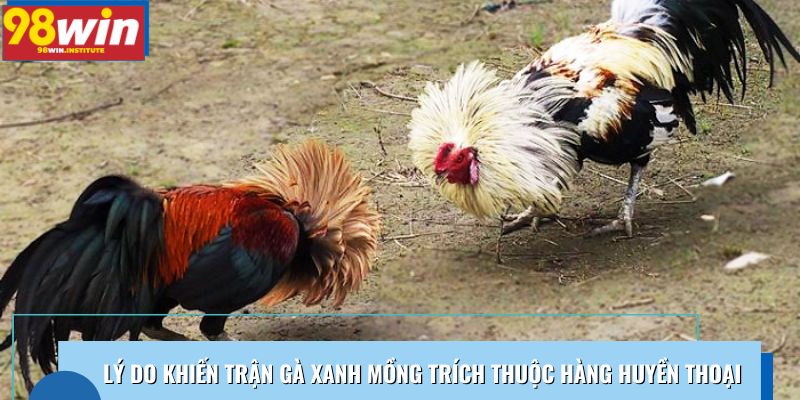 Hai lý do khiến những trận gà Xanh Mồng Trích thuộc hàng huyền thoại Hai lý do khiến những trận gà Xanh Mồng Trích thuộc hàng huyền thoại