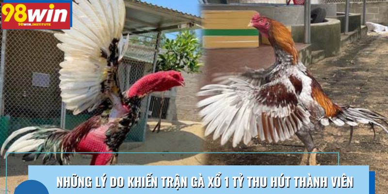 Tổng hợp những lý do khiến trận gà xổ 1 tỷ thu hút thành viên Tổng hợp những lý do khiến trận gà xổ 1 tỷ thu hút thành viên