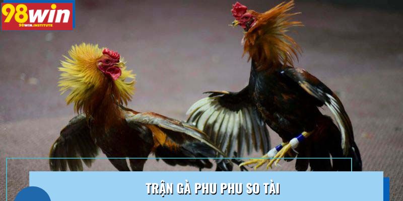 Trận Gà Phu Phu So Tài: Cú Mổ Quyết Định Nghẹt Thở Từng Giây
