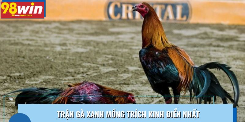 Trận gà Xanh Mồng Trích kinh điển nhất là khi đấu với gà Chuối Trận gà Xanh Mồng Trích kinh điển nhất là khi đấu với gà Chuối