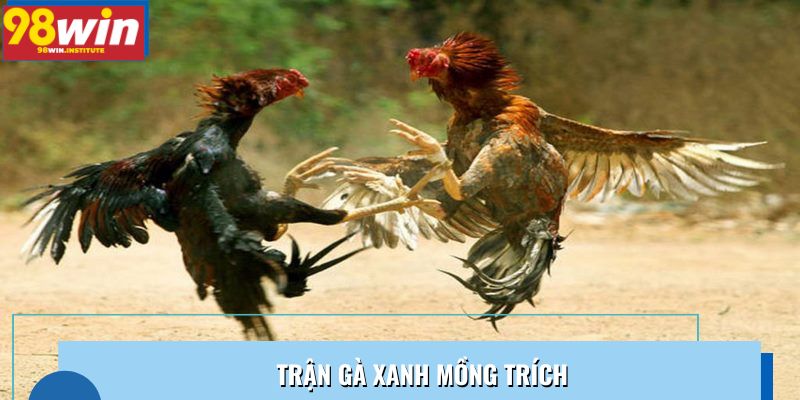 Trận Gà Xanh Mồng Trích: Cú Lộn Mình Làm Vỡ Trận Địa Ở 98Win
