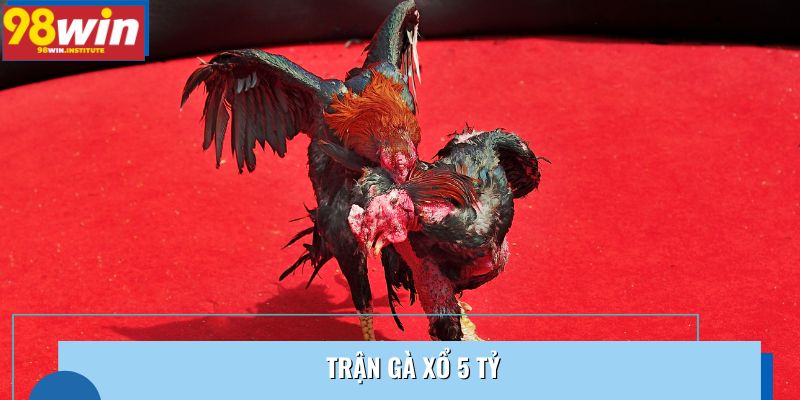 Trận Gà Xổ 5 Tỷ Tại 98WIN | Siêu Kèo Thưởng Lớn Nhất Tuần