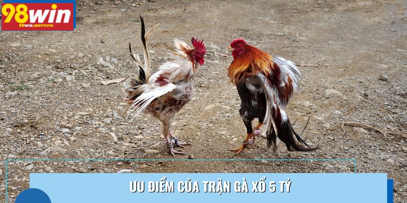 Ưu điểm của trận gà xổ 5 tỷ Ưu điểm của trận gà xổ 5 tỷ